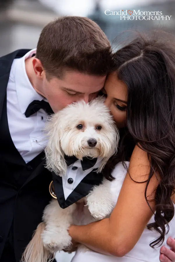 Adorable puppy at wedding